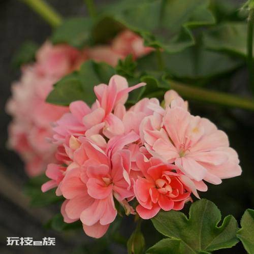 天竺葵哪个品种最勤花(天竺葵什么品种好养又勤花)-图片1